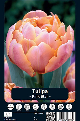 Tulipa Pink Star x7 12/+