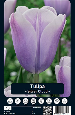 Tulipa Silver Cloud x7 12/+