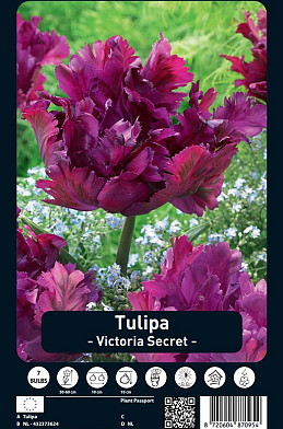 Tulipa Victoria Secret x7 12/+