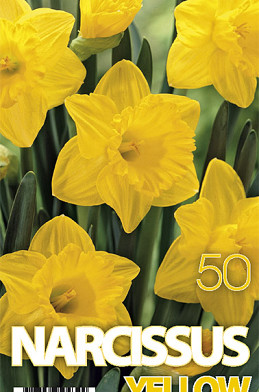 Narcis Geel x50 14/16