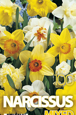 Narcis Gemengd x100 10/12