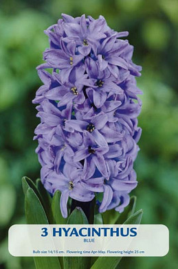 Hyacinthus Delft Blue x2 5/6