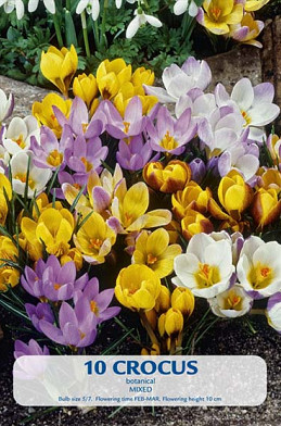 Crocus Botanical Mixed x10 5/6