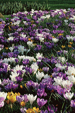 Blend Crocus Mixture 8/9