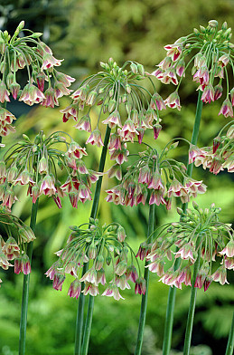 Siculum spp Bulgaricum 10/12