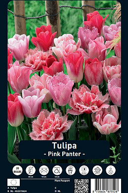 Tulipa Pink Panther x20 12/+