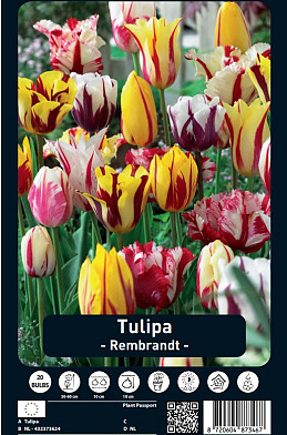 Tulipa Rembrandt x20 12/+