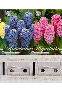 Hyacinthus x100 17 15/16