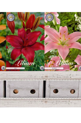 Lilium x120 29 16/18