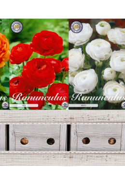 Ranunculus x1000 31 6/7