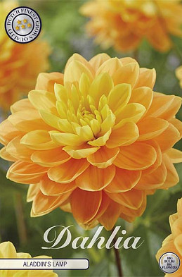 Dahlia Deco. Aladdin's Lamp x1 I I