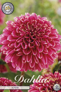 Dahlia Anemone Alyshia x1 l I