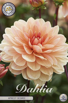 Dahlia Apricot Desiree x1 l I