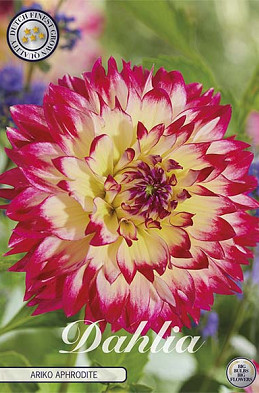 Dahlia Ariko Aphrodite x1 I I