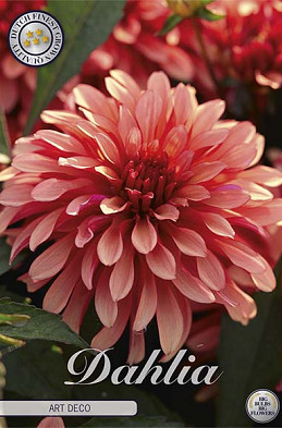 Dahlia Art Deco x1 l I