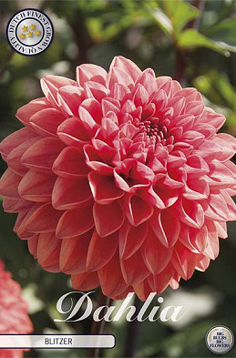 Dahlia Blitzer x1 l I