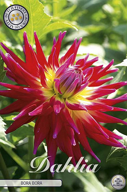 Dahlia Cactus Bora Bora x1 l I