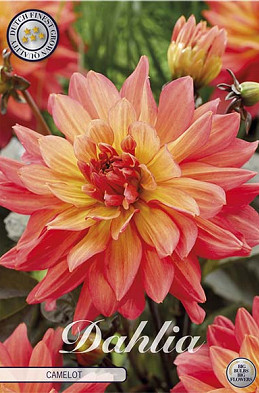 Dahlia Deco. Camelot x1 l I