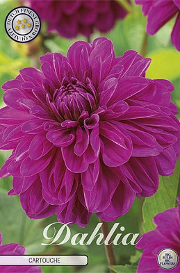 Dahlia Cartouche x1 l I