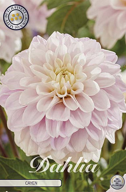 Dahlia Deco. Cayen x1 l I