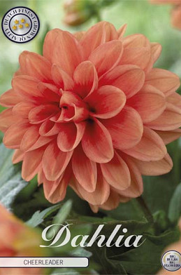 Dahlia Deco. Cheerleader x1 l I