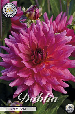 Dahlia Cactus Cherry Cake x1 l I