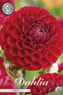 Dahlia Ball Cornel x 1 I I