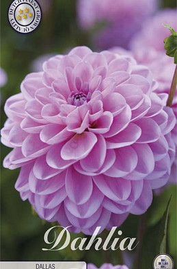 Dahlia Ball Dallas x 1 I I