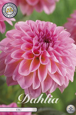 Dahlia Ball Esli x 1 I I