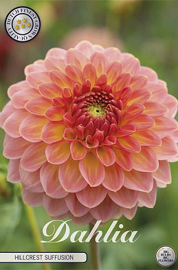 Dahlia Ball Hillcrest Suffusion x 1 I I