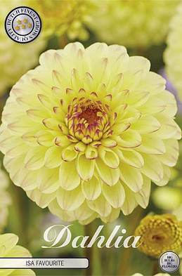 Dahlia Isa Favourite x 1 I I