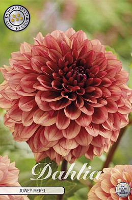 Dahlia Jowey Merel	x 1 I I