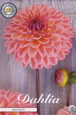 Dahlia Ball Moderato x 1 I I