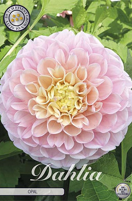 Dahlia Opal x 1 I I