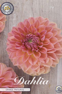 Dahlia Ball Orange Favourite	x 1 I I