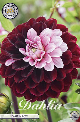 Dahlia Daria in Love x1 l I