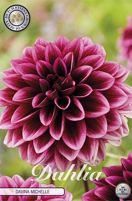 Dahlia Davina Michelle x1 l I