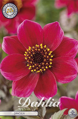 Dahlia Anemone Dracula x1 l I