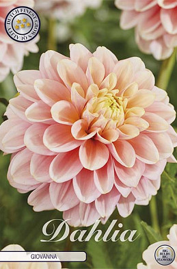 Dahlia Deco. Giovanna x1 l I