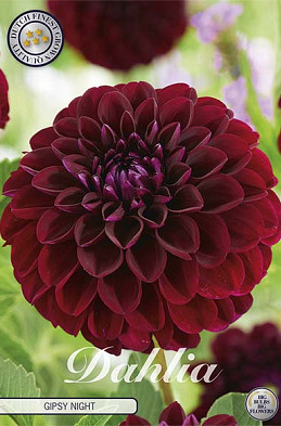 Dahlia Gipsy Night x1 l I