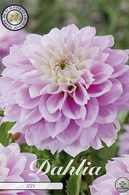 Dahlia Deco. Izzy x1 l I