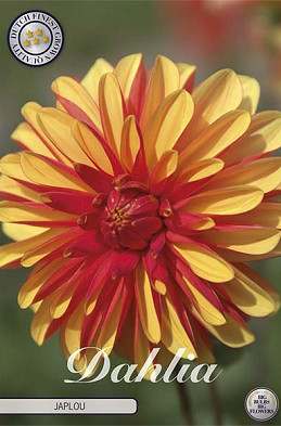 Dahlia Deco. Japlou x1 l I