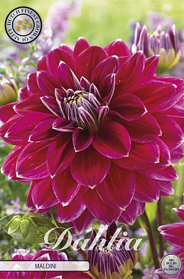 Dahlia Deco. Maldini x1 l I