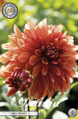 Dahlia Deco. Miss Brandy x1 l I