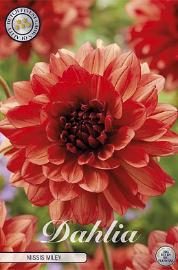 Dahlia Deco. Missis Miley x1 l I