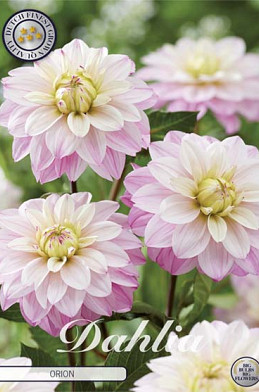 Dahlia Deco. Orion x1 l I