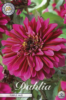 Dahlia Deco. Purple Haze x1 l I