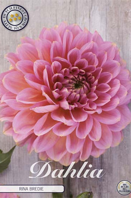 Dahlia Deco. Rina Bredie x1 l I