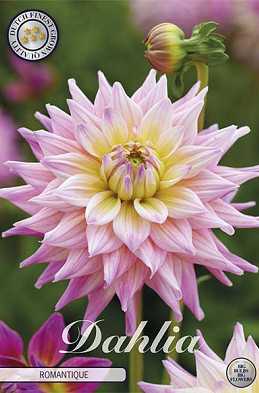 Dahlia Deco. Romantique x1 l I