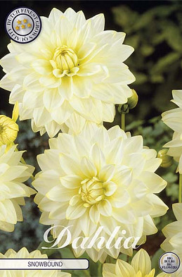 Dahlia Deco. Snowbound x1 l I